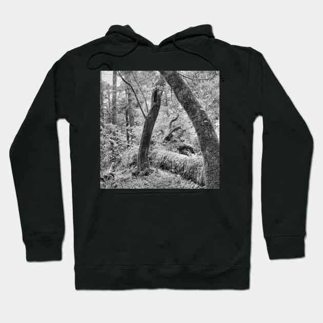 Dipsea Trail, Muir Woods National Monument Hoodie by rodneyj46